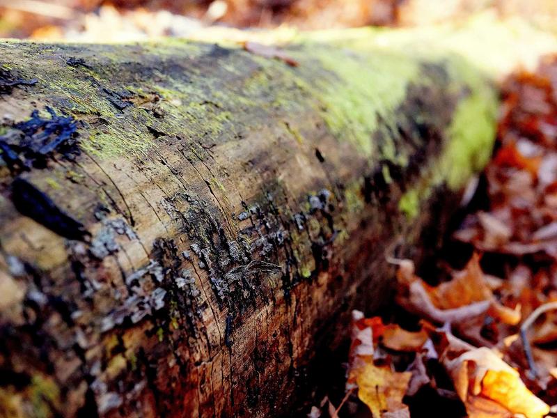 Propiedad Alquiler 1